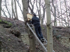 Fledermauskasten_2