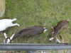 Ziegen der Naturschutzstation im linken Hof am Familientag, 1. Juli 2023