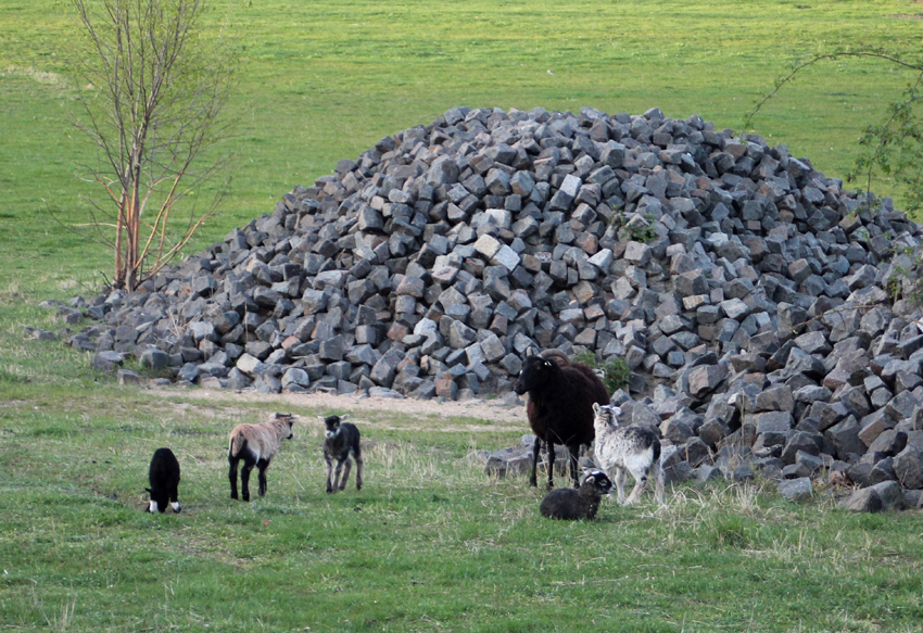 Schafe am Hahneberg