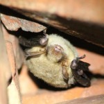 Fledermaus2 Sandra Schwarze