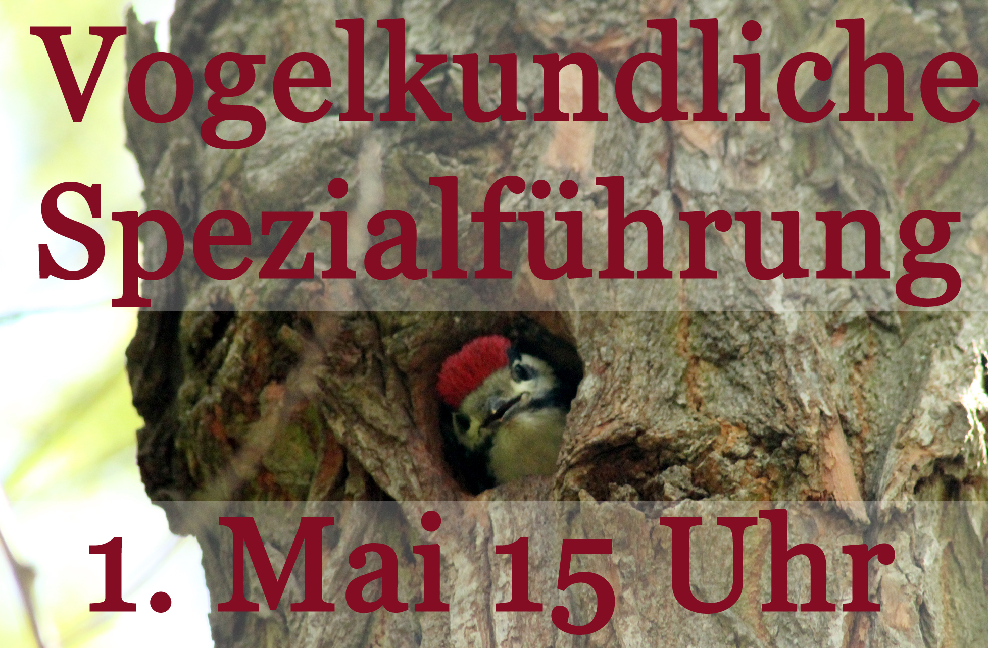 Vogelführung Mai 2016