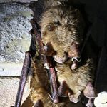 img_9674verkl_fledermaeuse2014_nstarik_ausschn