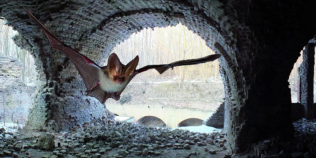 Fledermaus und Ruine der Kehlkaserne