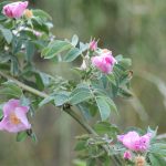 Blüten der Falschen Filzrose