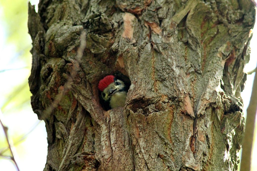Buntspecht im Fort Hahneberg, 2015