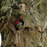 Buntspecht Fort Hahneberg